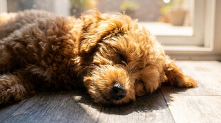 Zehnder_CSY_Overheating_Family_Dog Chien dormant dans une maison fraîche